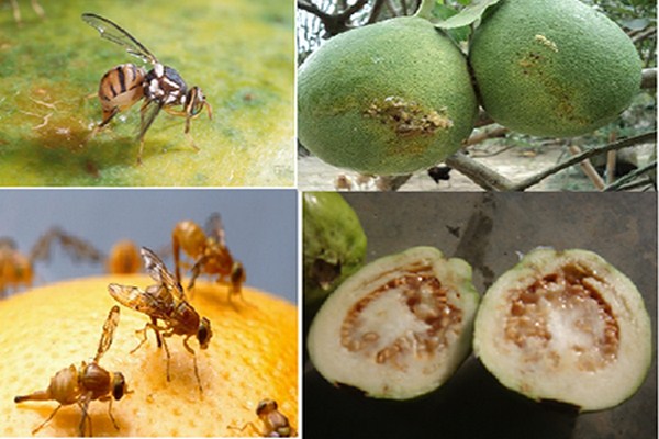 Thực phẩm sạch nhờ bẫy ruồi hữu cơ