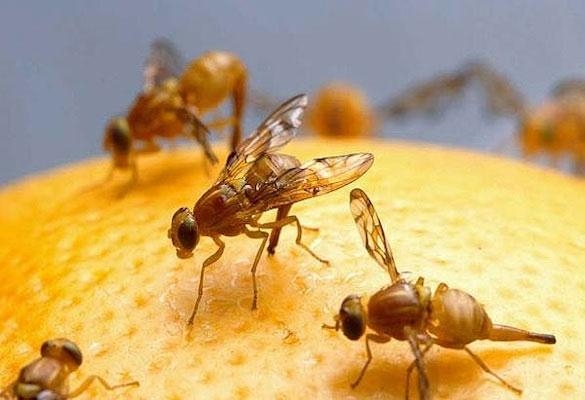 Bẫy ruồi hữu có có hại không- Đến với Hewill để tìm câu trả lời