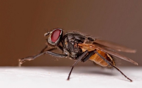Sự khác biệt của phương pháp diệt ruồi hữu cơ